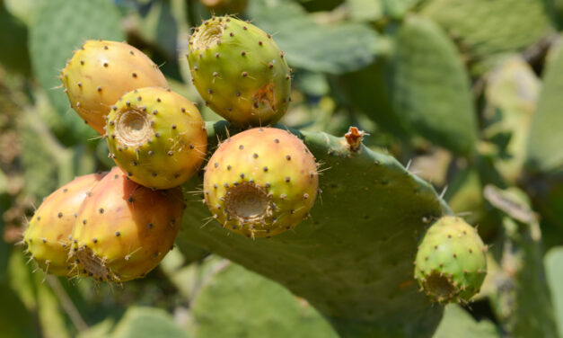 Διπλασιάζεται ο χρόνος αποθήκευσης στα φραγκόσυκα εάν χρησιμοποιηθούν ψυκτικοί θάλαμοι δυναμικής ψύξης