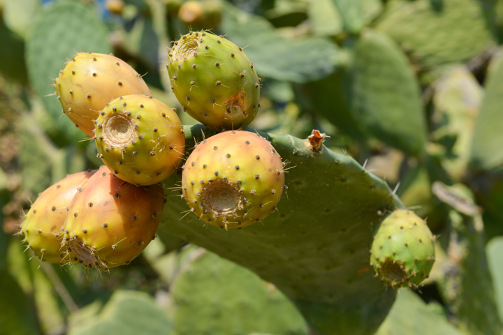 Διπλασιάζεται ο χρόνος αποθήκευσης στα φραγκόσυκα εάν χρησιμοποιηθούν ψυκτικοί θάλαμοι δυναμικής ψύξης